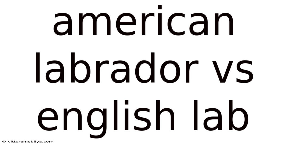 American Labrador Vs English Lab
