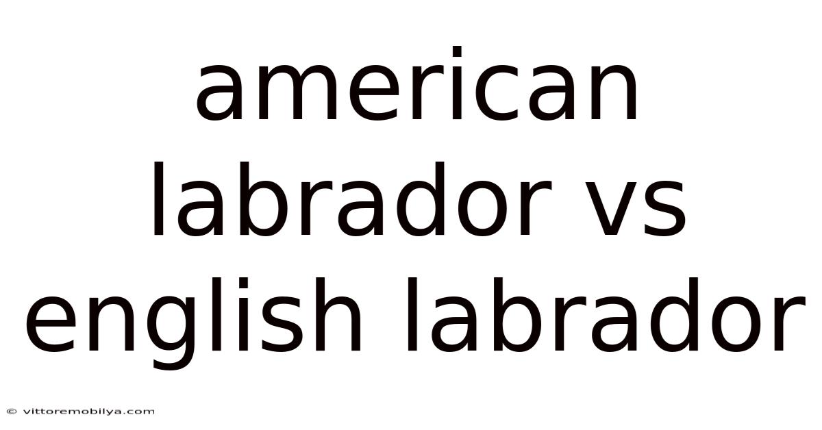 American Labrador Vs English Labrador