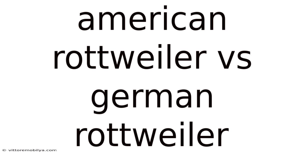 American Rottweiler Vs German Rottweiler