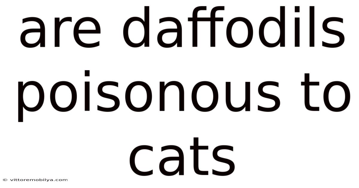 Are Daffodils Poisonous To Cats