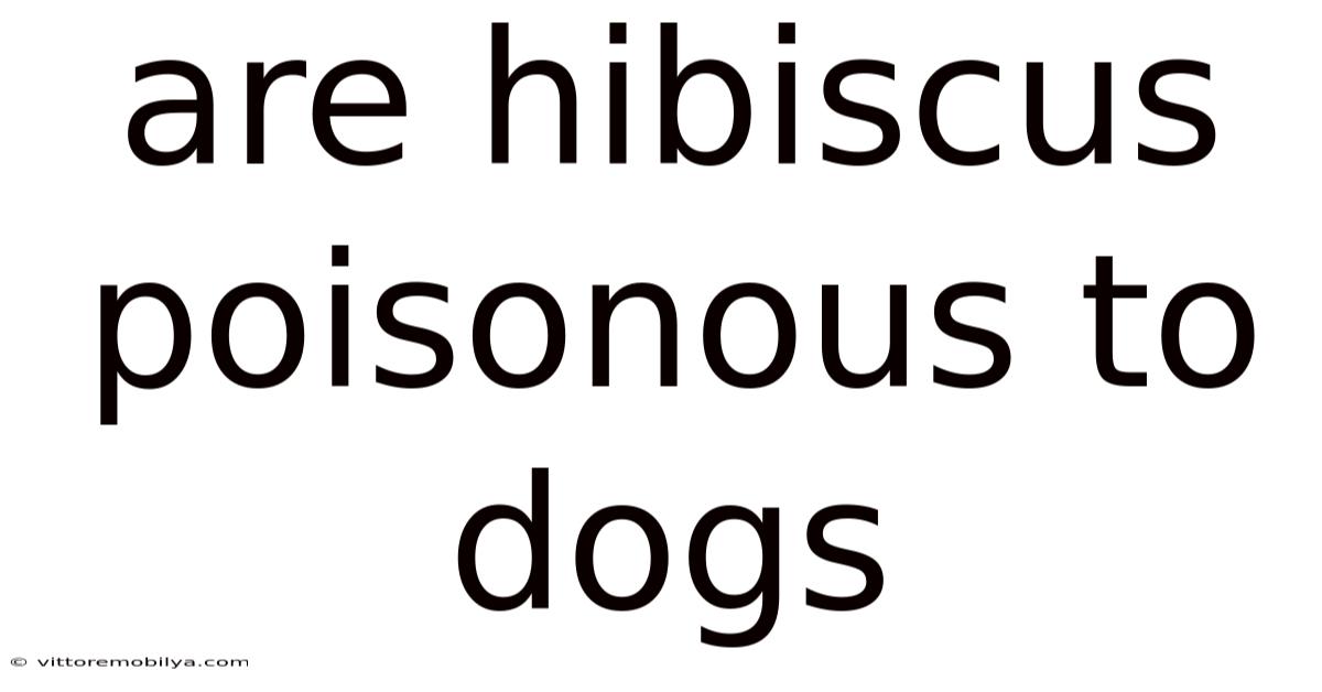 Are Hibiscus Poisonous To Dogs