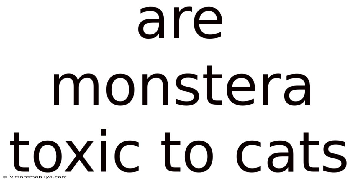 Are Monstera Toxic To Cats