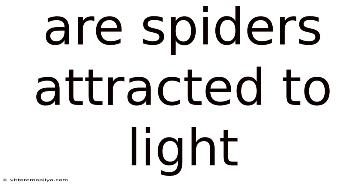 Are Spiders Attracted To Light