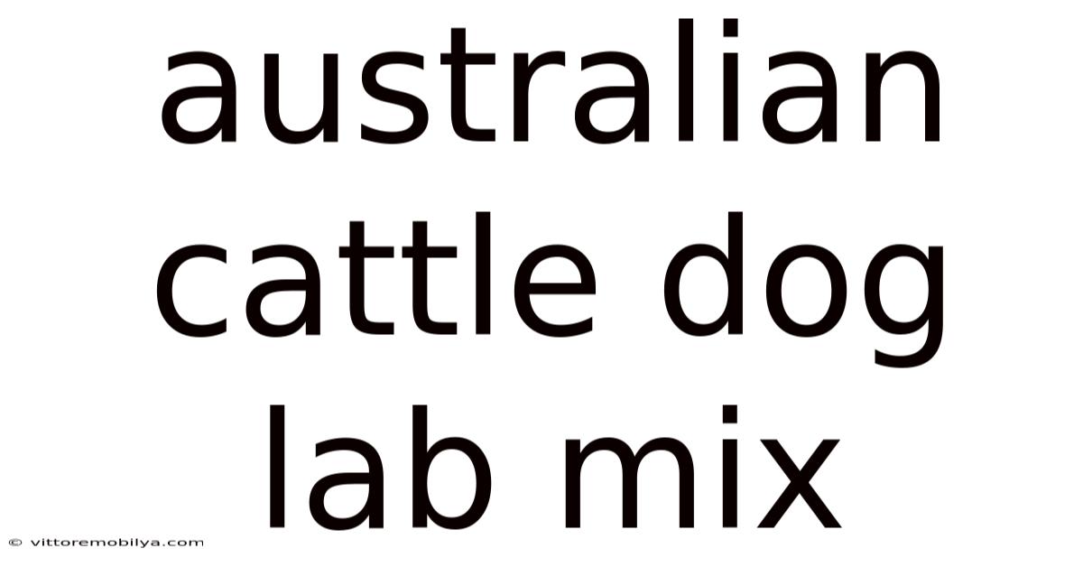 Australian Cattle Dog Lab Mix
