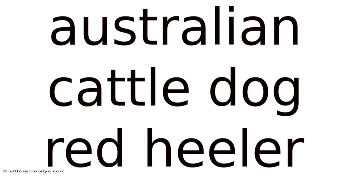 Australian Cattle Dog Red Heeler