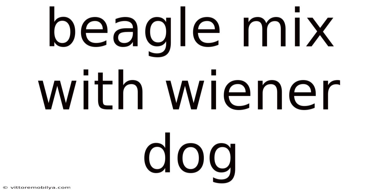 Beagle Mix With Wiener Dog