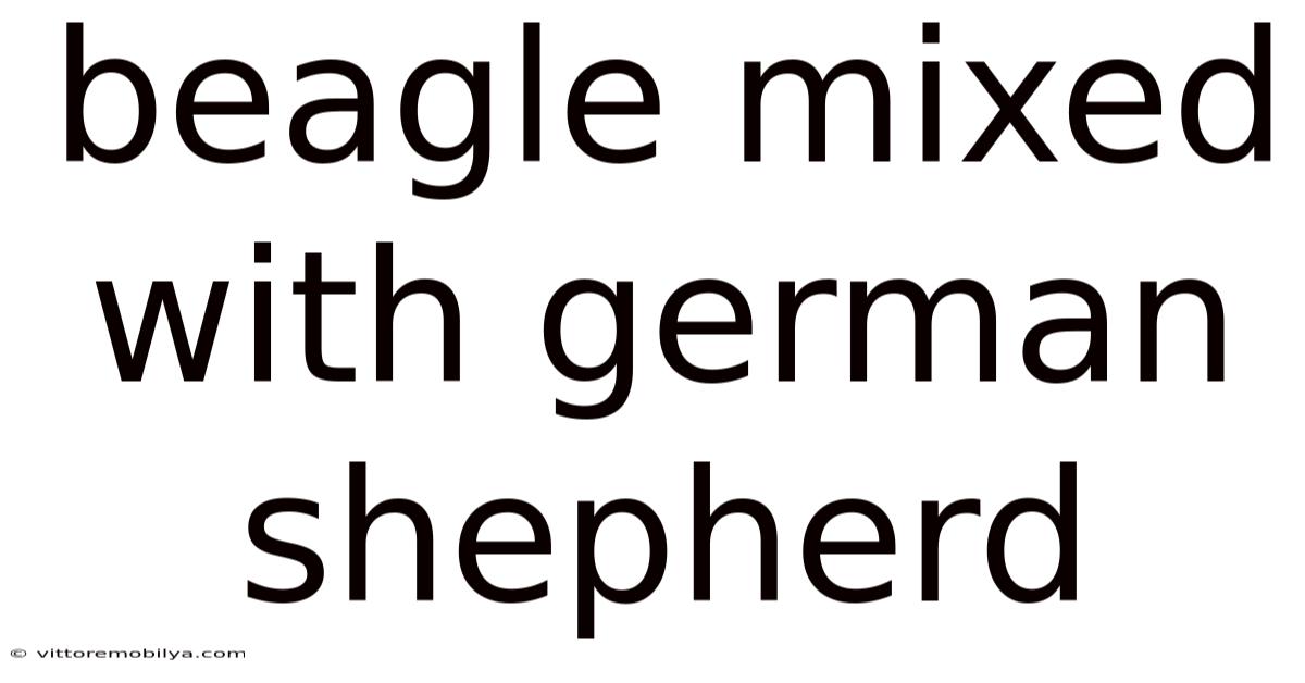 Beagle Mixed With German Shepherd