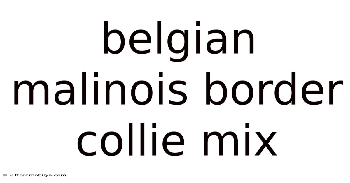 Belgian Malinois Border Collie Mix