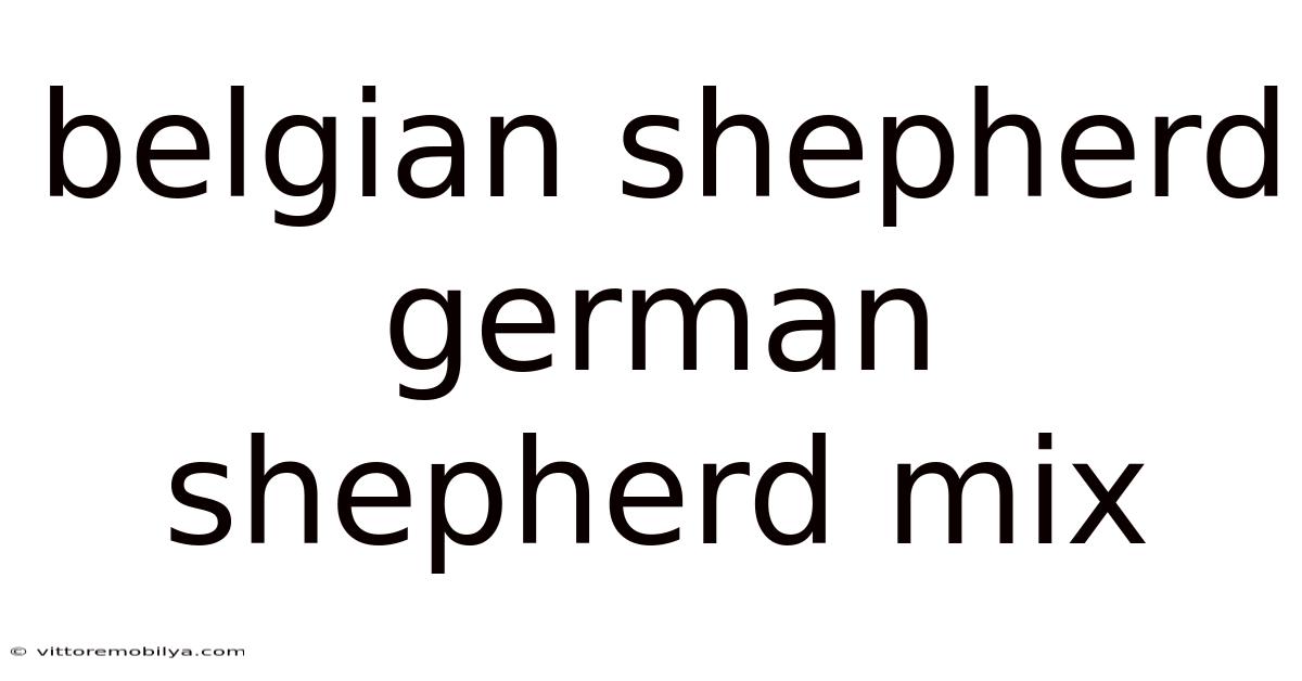 Belgian Shepherd German Shepherd Mix