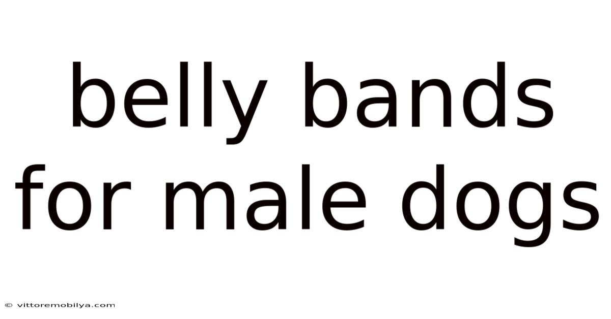 Belly Bands For Male Dogs