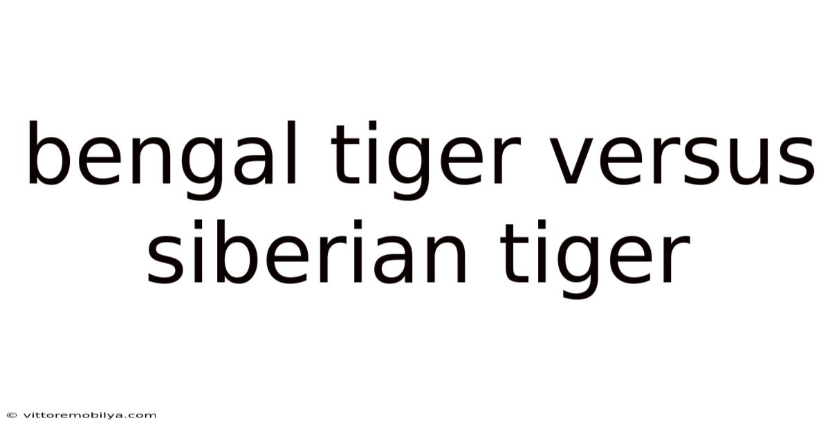 Bengal Tiger Versus Siberian Tiger
