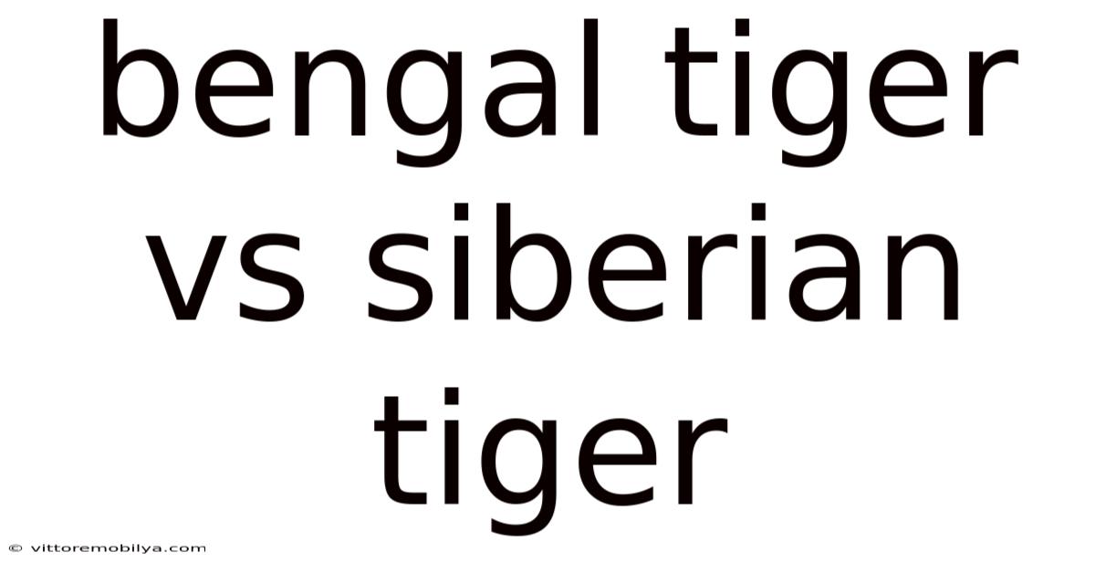 Bengal Tiger Vs Siberian Tiger