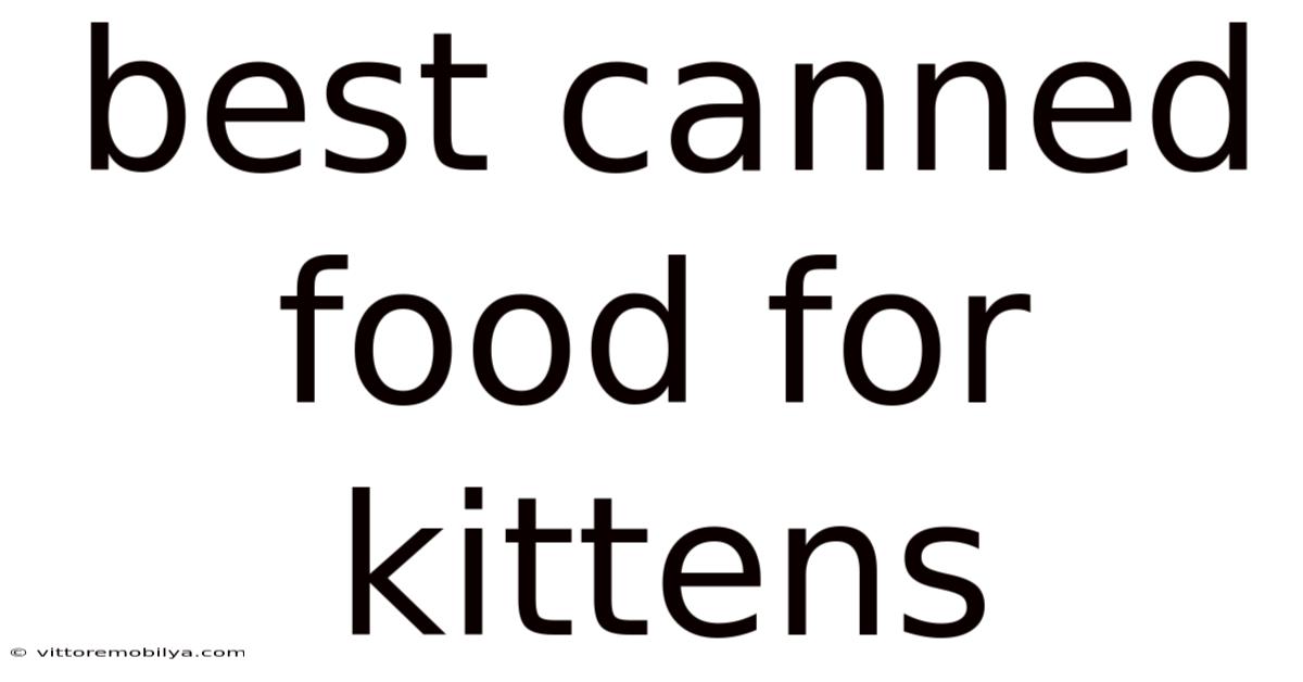 Best Canned Food For Kittens