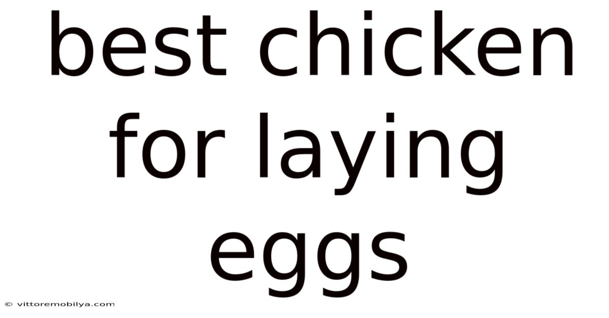 Best Chicken For Laying Eggs