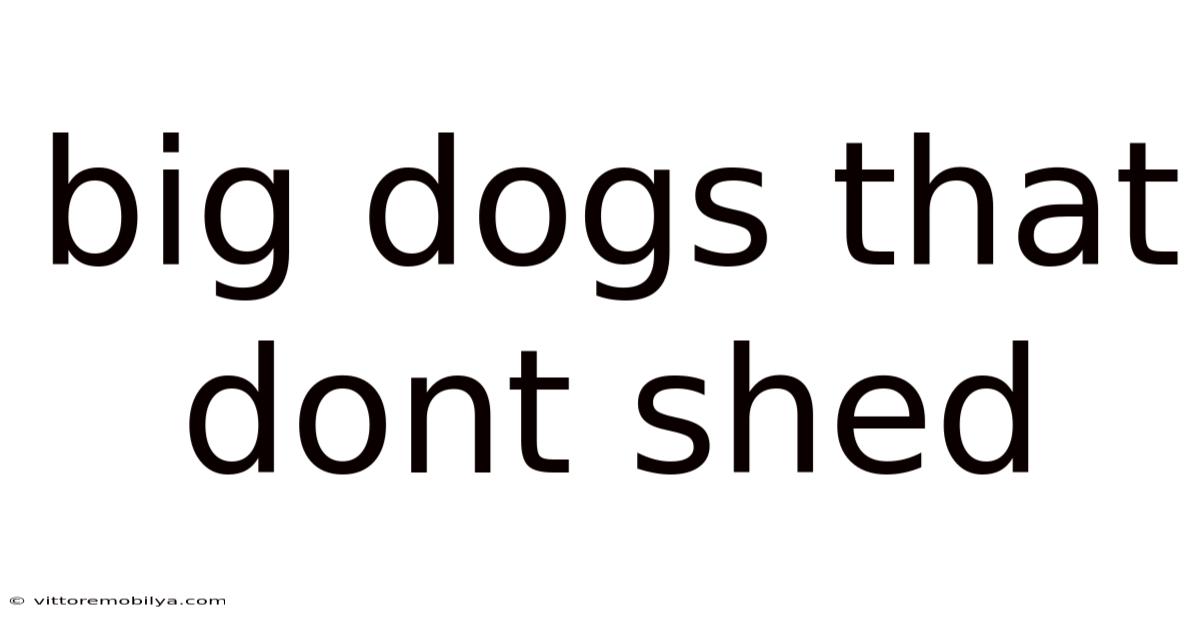 Big Dogs That Dont Shed