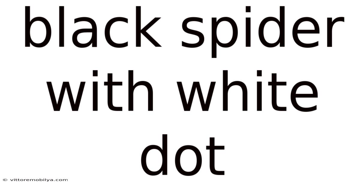 Black Spider With White Dot