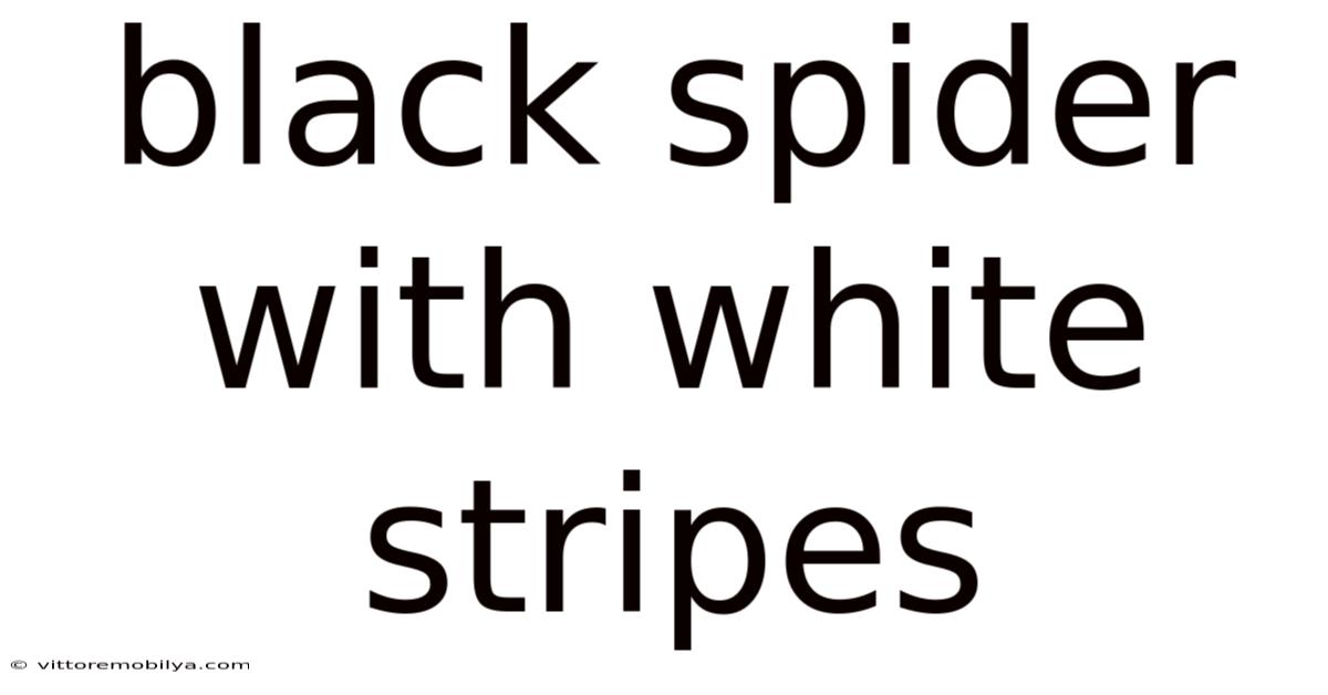 Black Spider With White Stripes