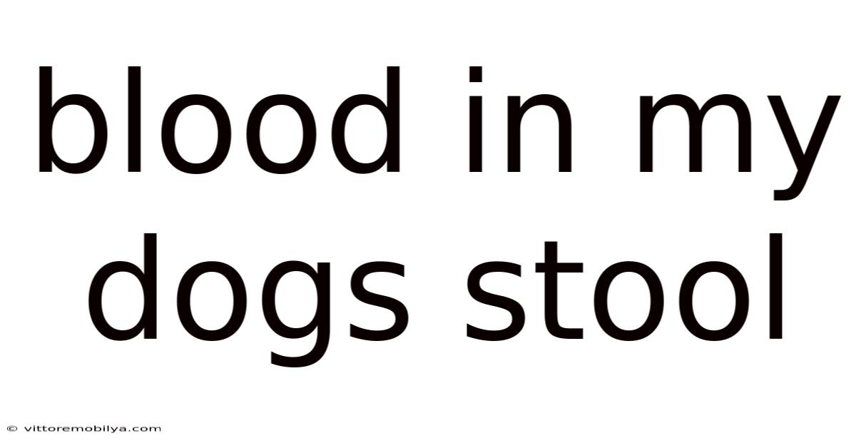 Blood In My Dogs Stool
