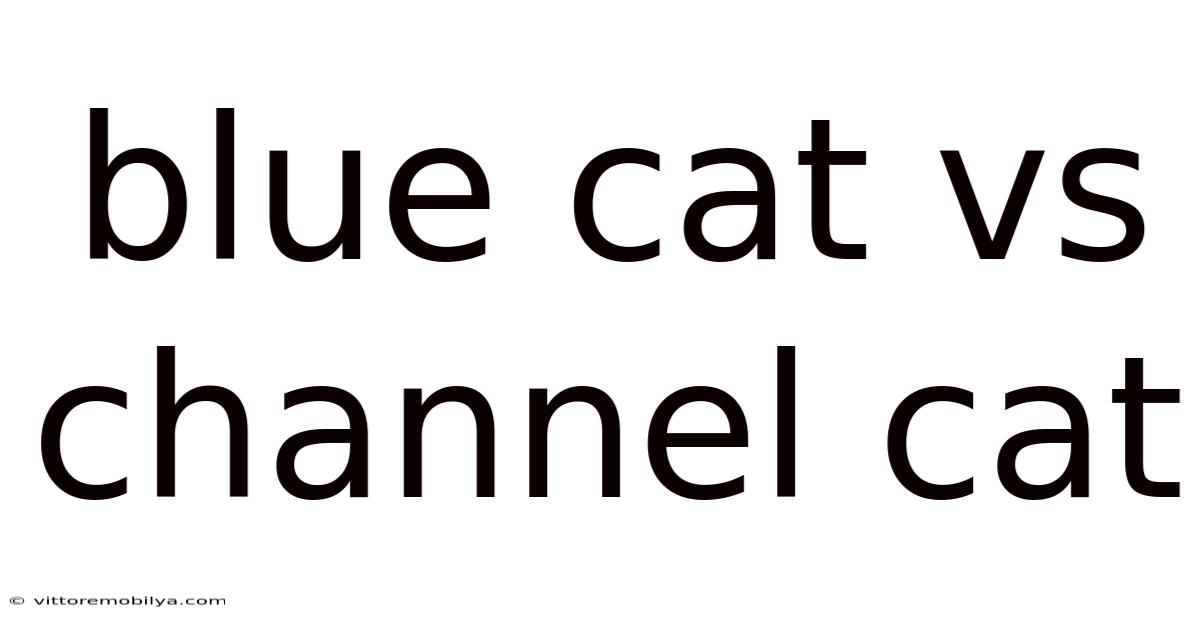 Blue Cat Vs Channel Cat