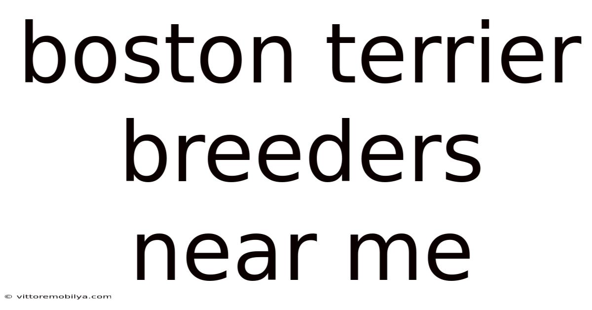 Boston Terrier Breeders Near Me