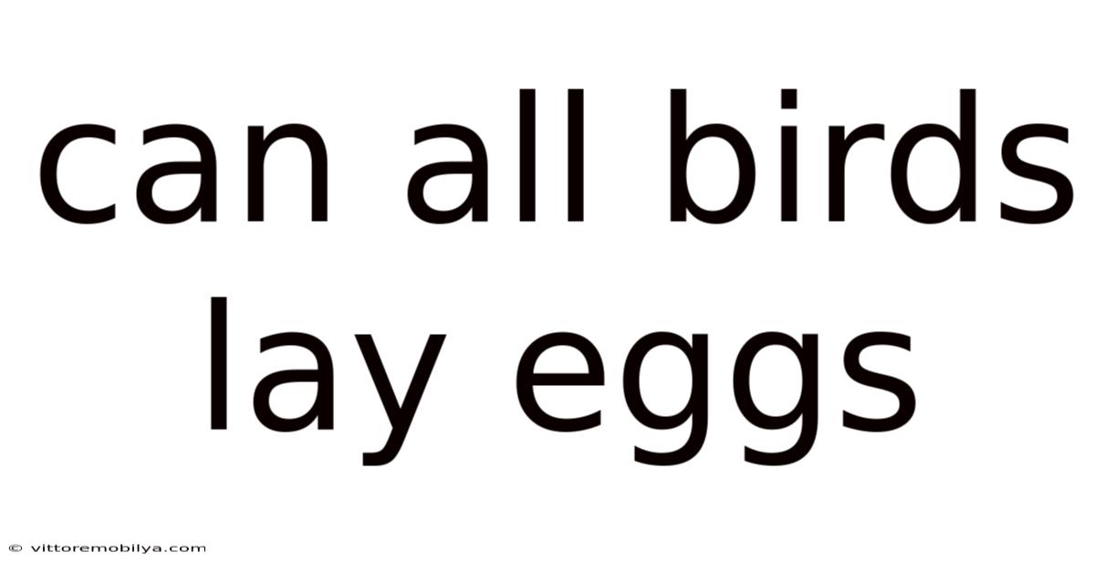 Can All Birds Lay Eggs