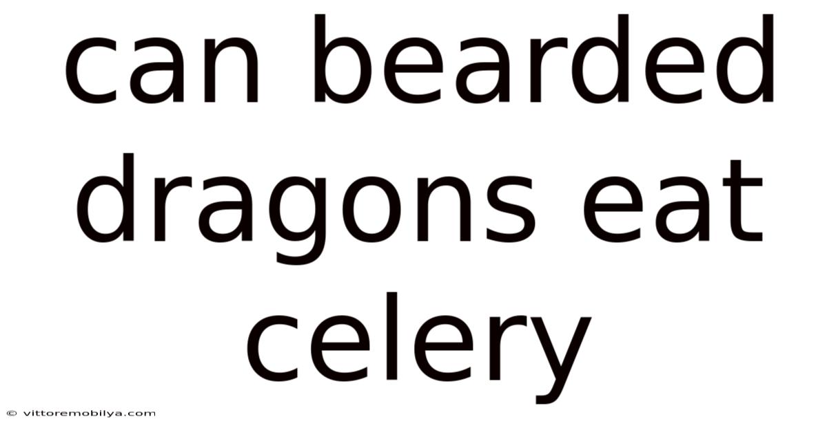 Can Bearded Dragons Eat Celery