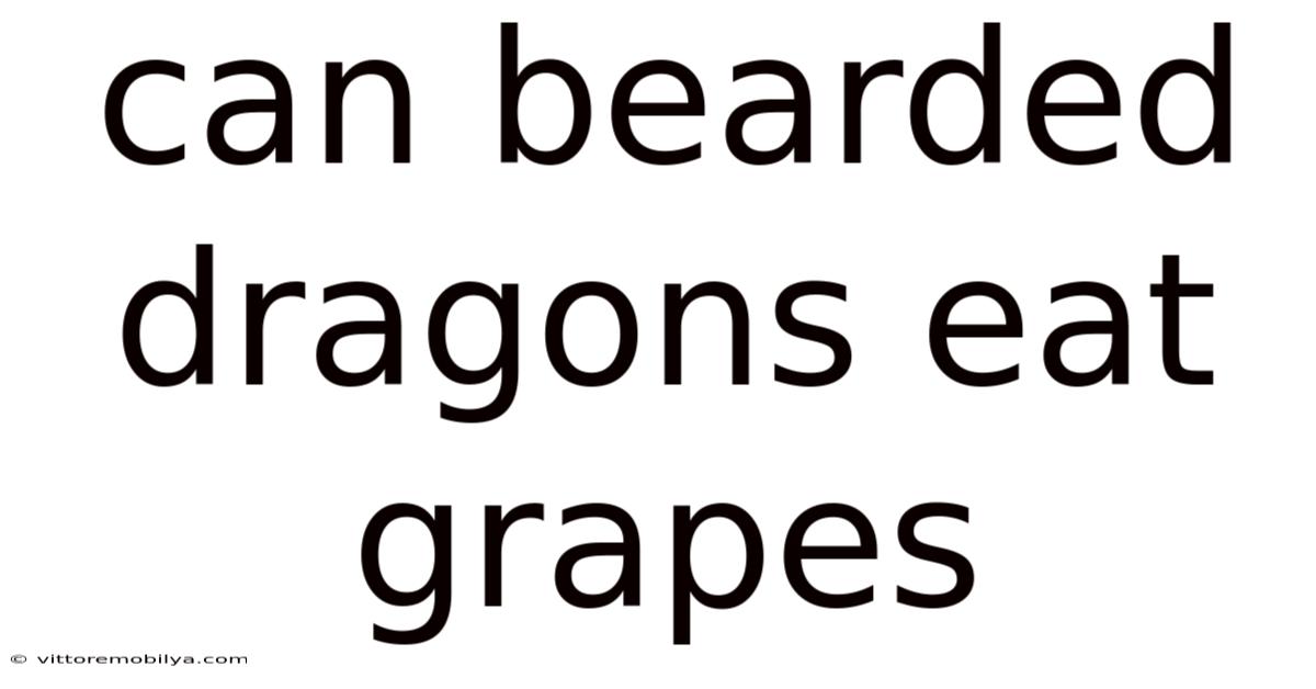 Can Bearded Dragons Eat Grapes