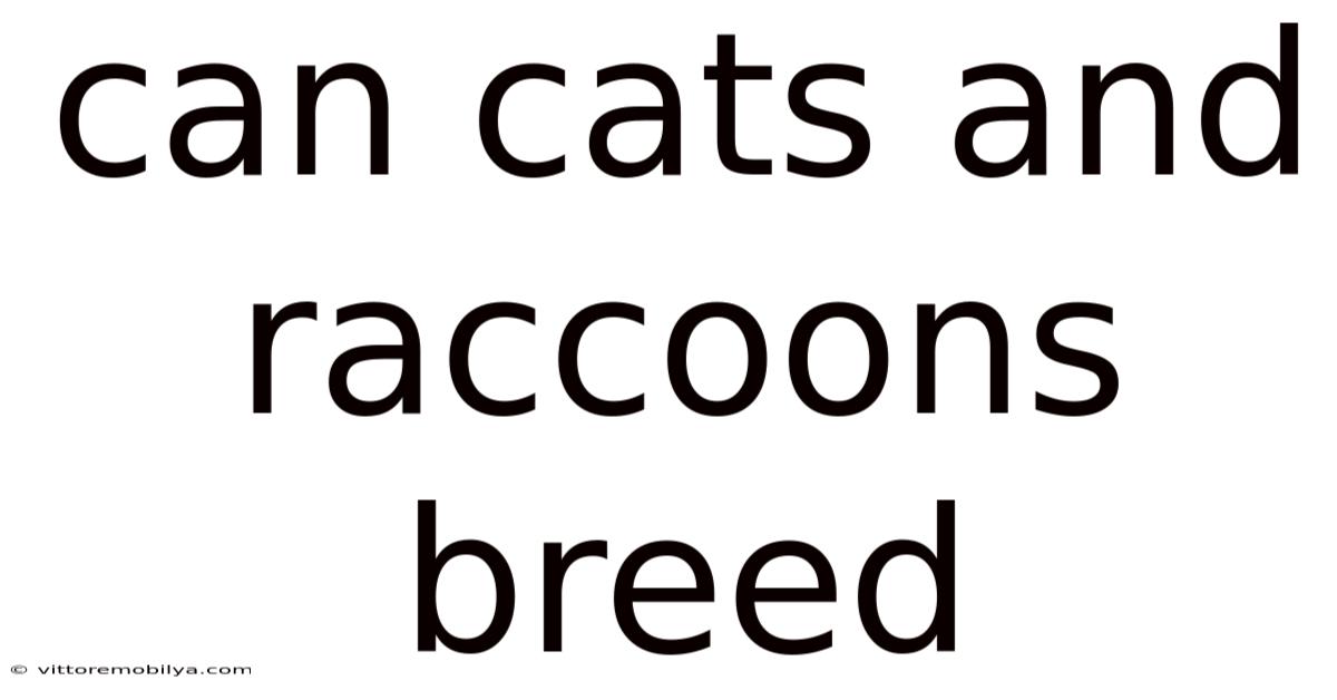 Can Cats And Raccoons Breed