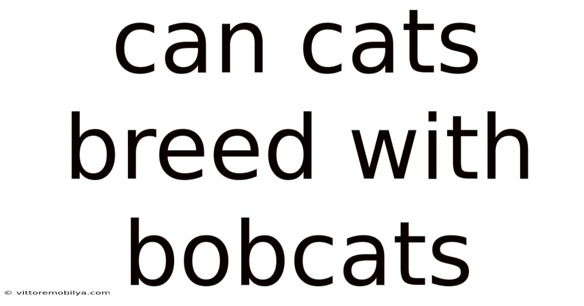 Can Cats Breed With Bobcats