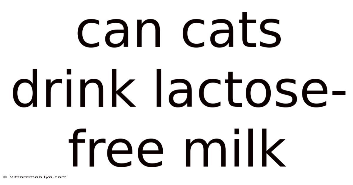 Can Cats Drink Lactose-free Milk