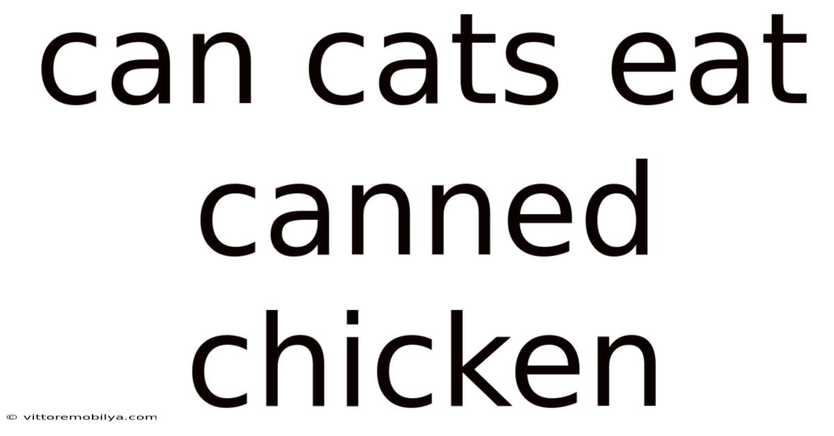 Can Cats Eat Canned Chicken