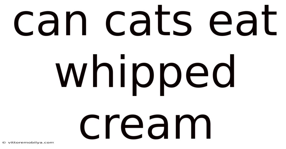Can Cats Eat Whipped Cream