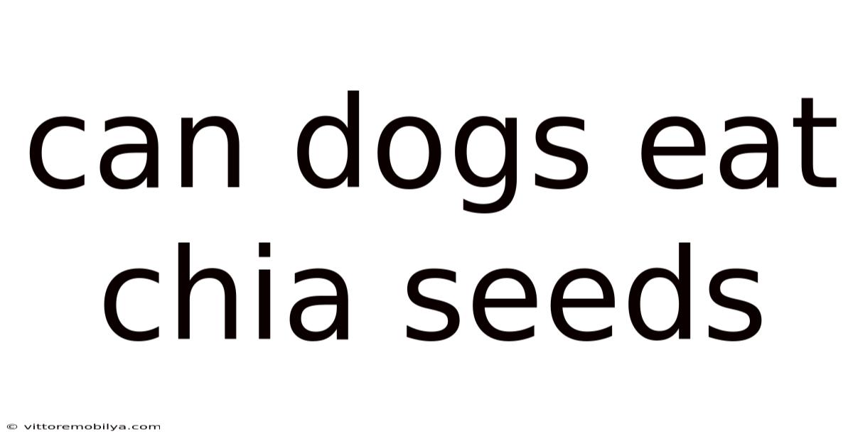 Can Dogs Eat Chia Seeds