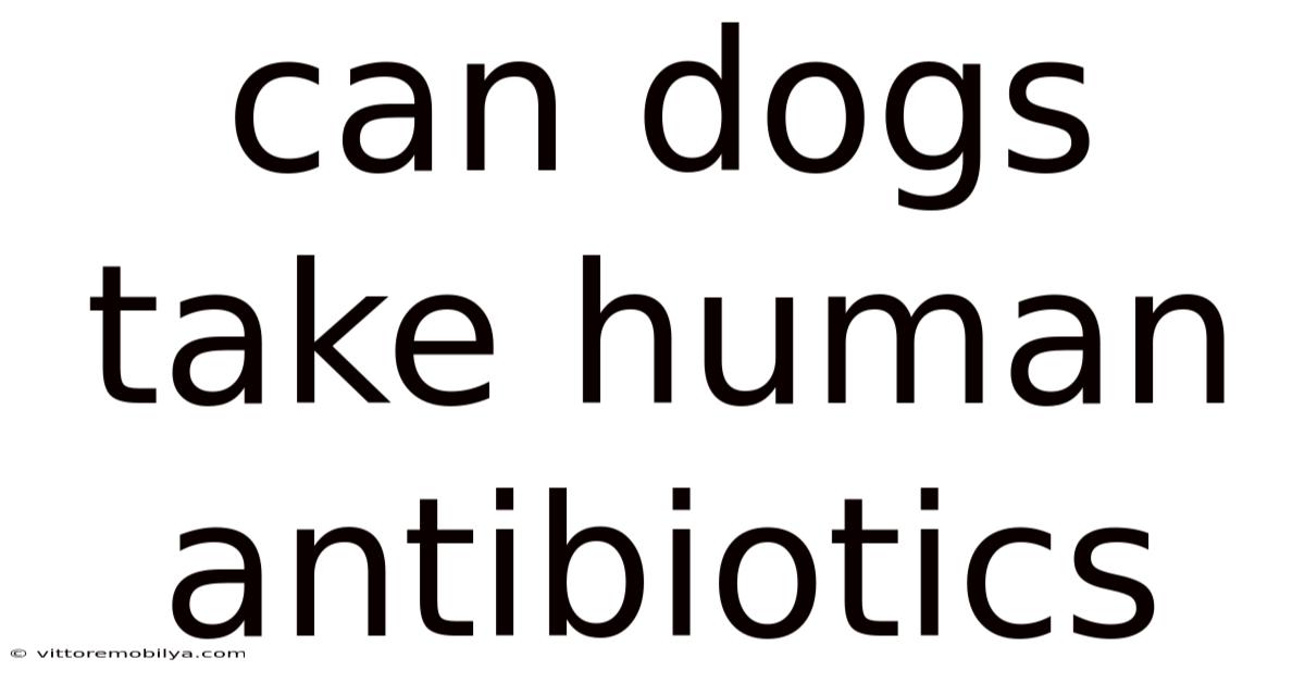 Can Dogs Take Human Antibiotics