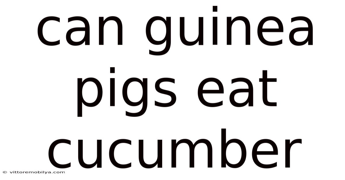 Can Guinea Pigs Eat Cucumber