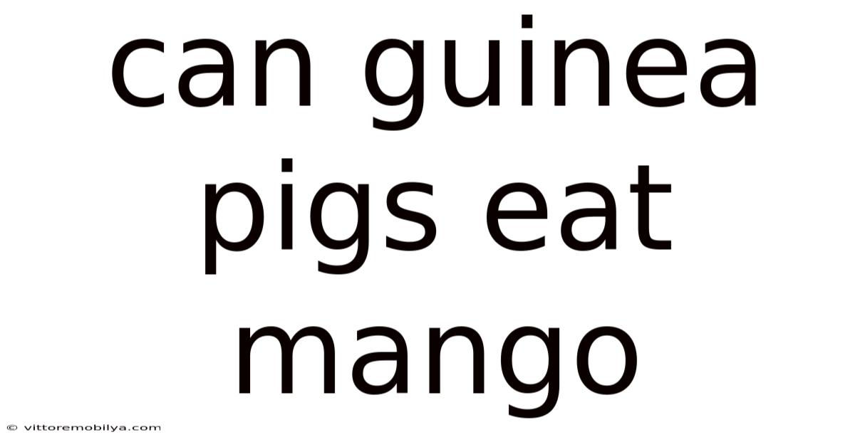 Can Guinea Pigs Eat Mango