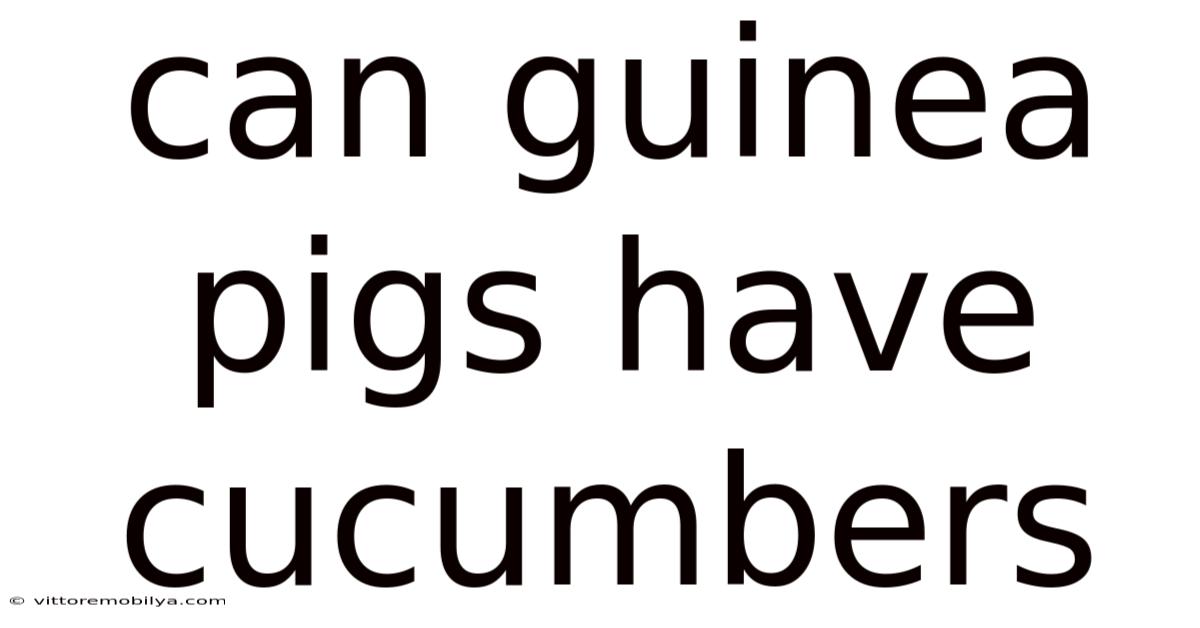 Can Guinea Pigs Have Cucumbers