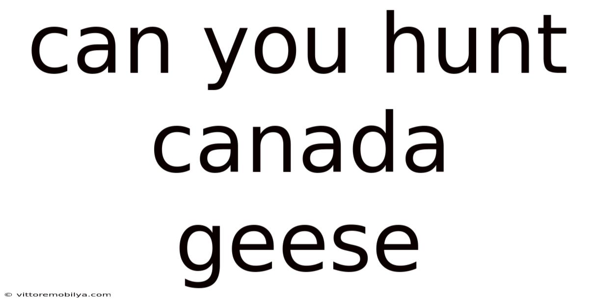 Can You Hunt Canada Geese