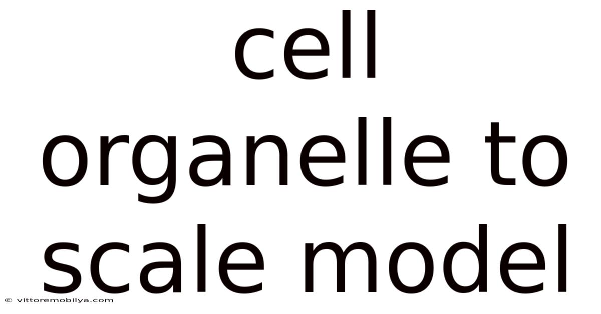 Cell Organelle To Scale Model