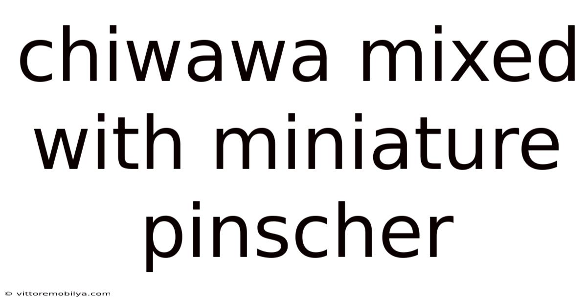 Chiwawa Mixed With Miniature Pinscher