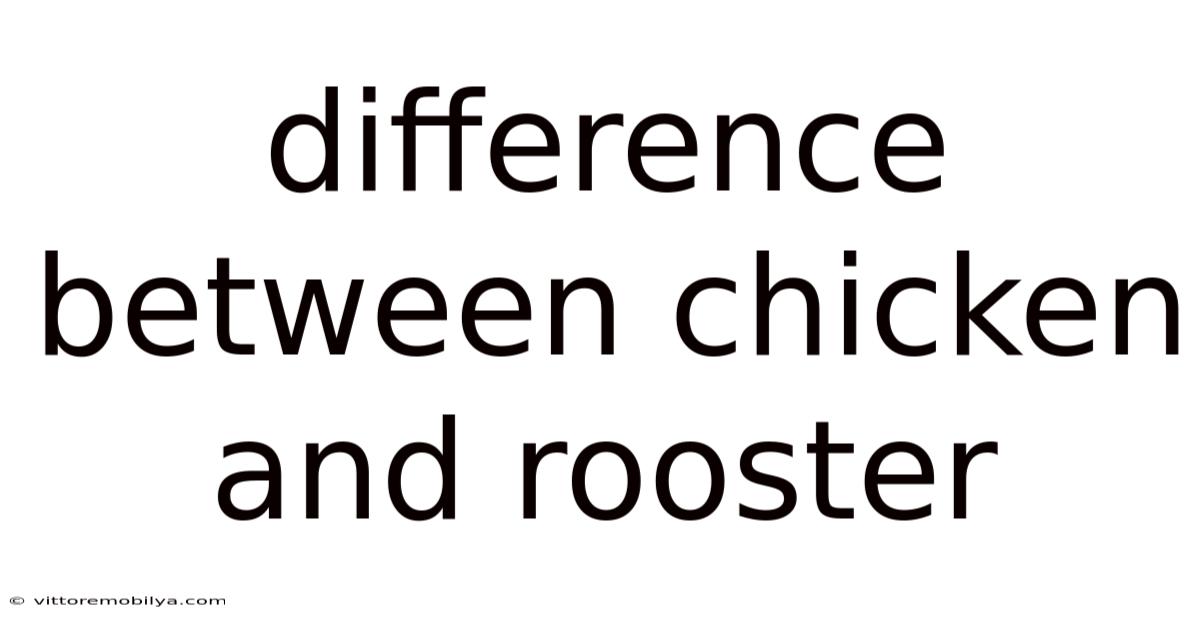 Difference Between Chicken And Rooster