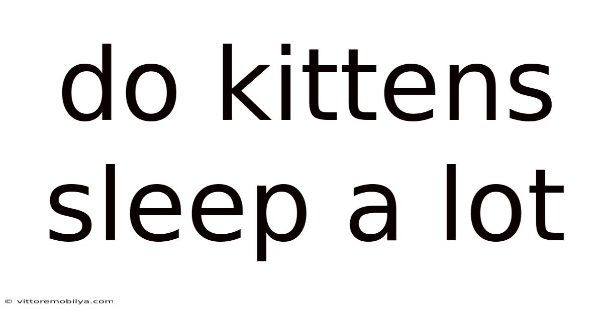 Do Kittens Sleep A Lot