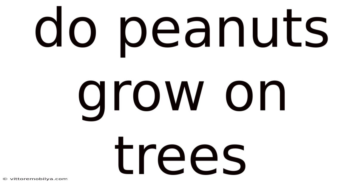 Do Peanuts Grow On Trees