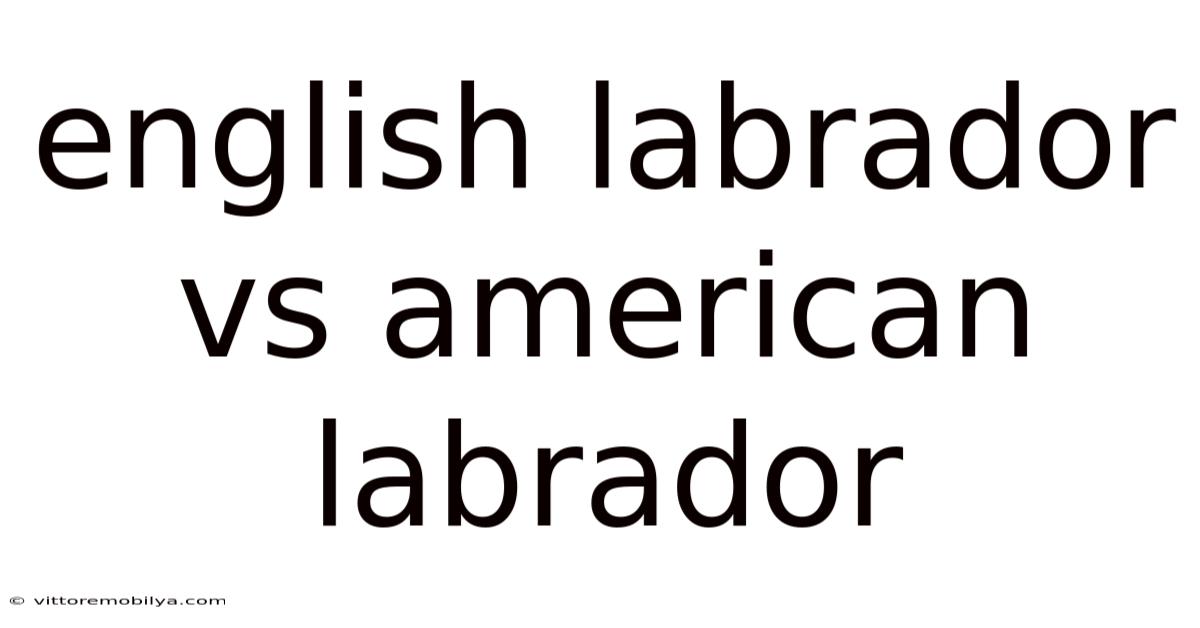 English Labrador Vs American Labrador
