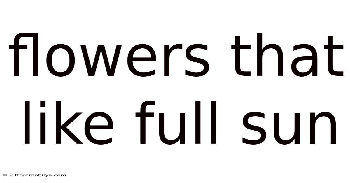 Flowers That Like Full Sun