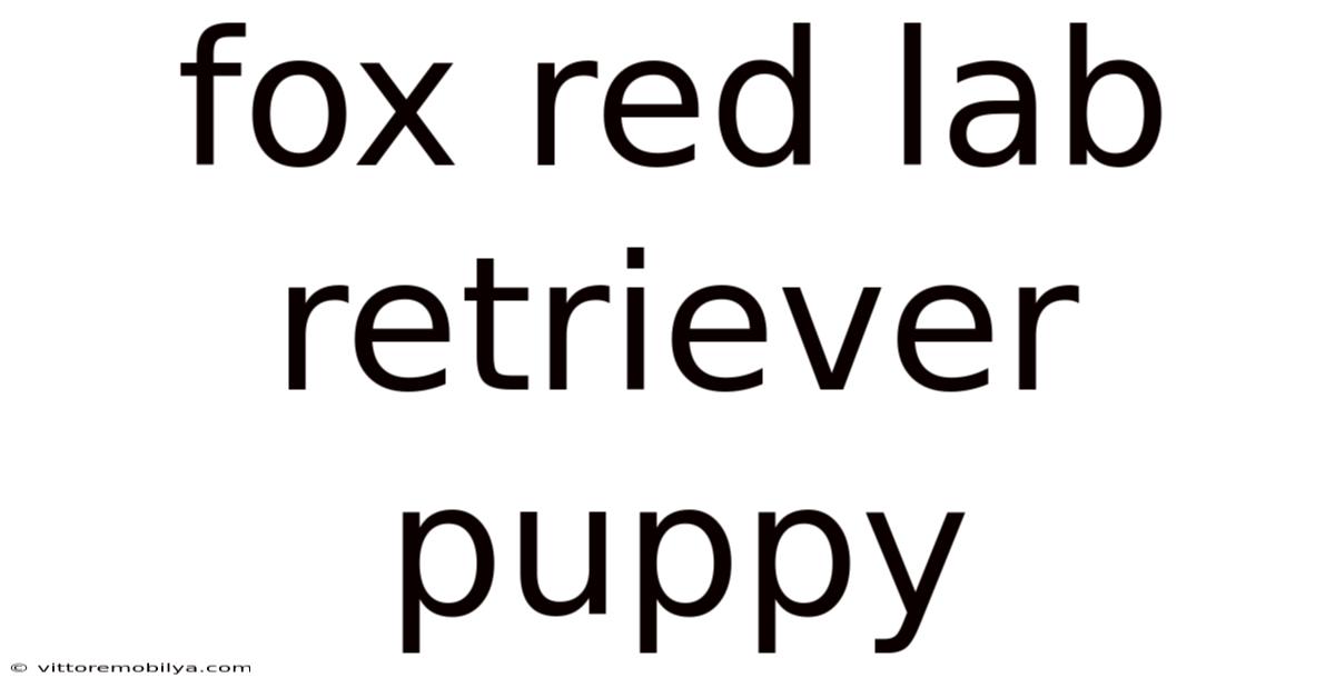 Fox Red Lab Retriever Puppy