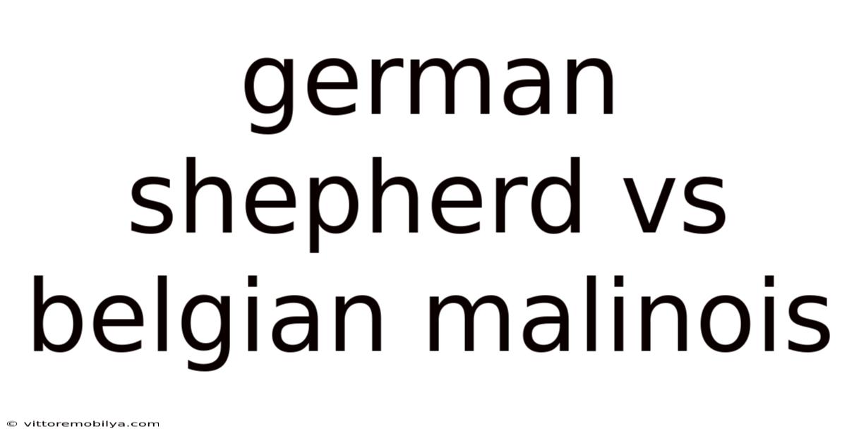 German Shepherd Vs Belgian Malinois