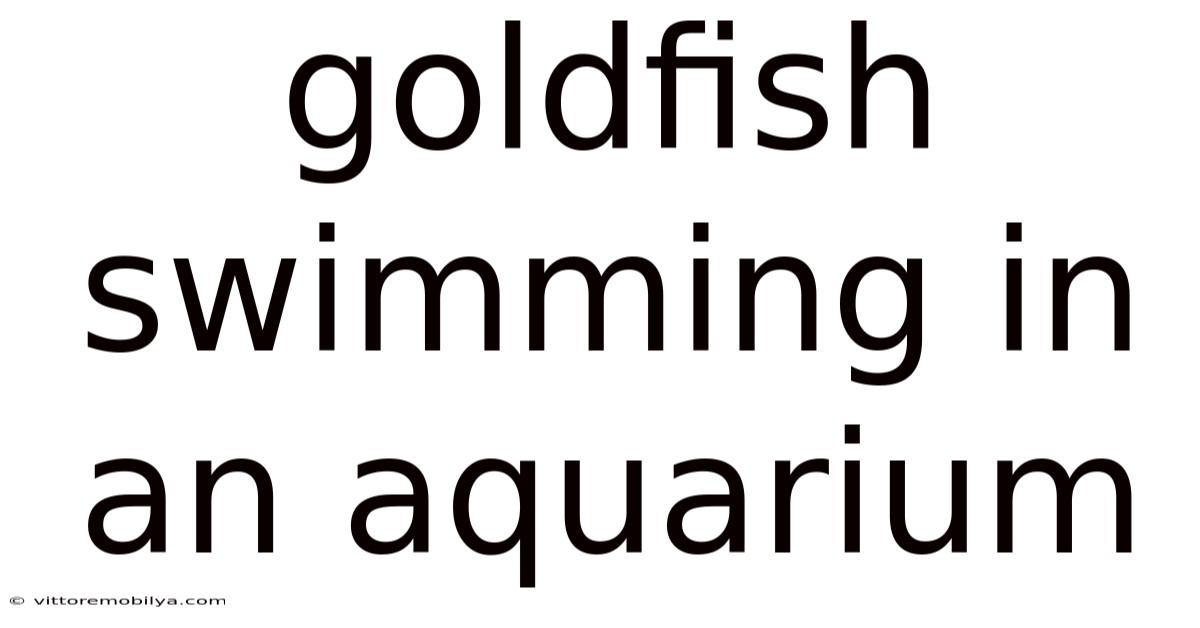 Goldfish Swimming In An Aquarium