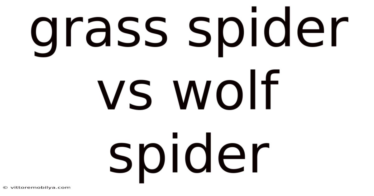 Grass Spider Vs Wolf Spider