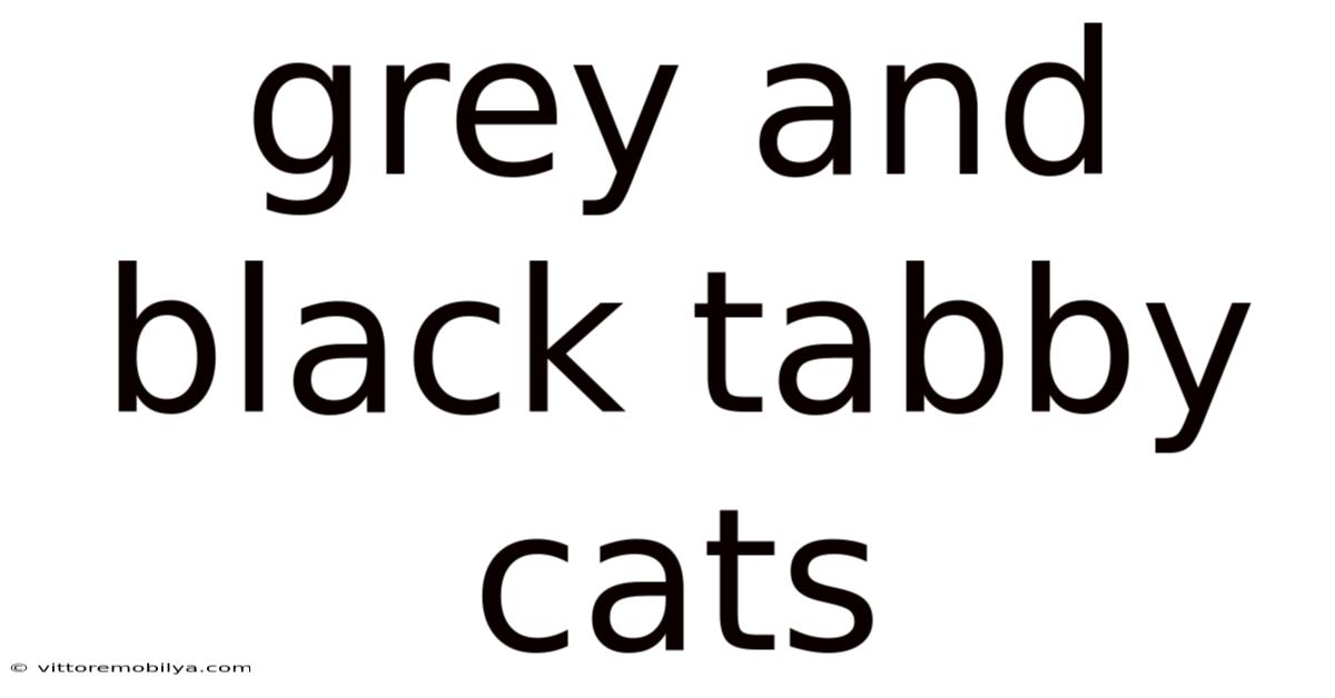 Grey And Black Tabby Cats